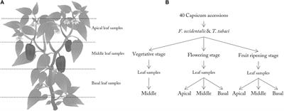 Thrips Resistance Screening Is Coming of Age: Leaf Position and Ontogeny Are Important Determinants of Leaf-Based Resistance in Pepper